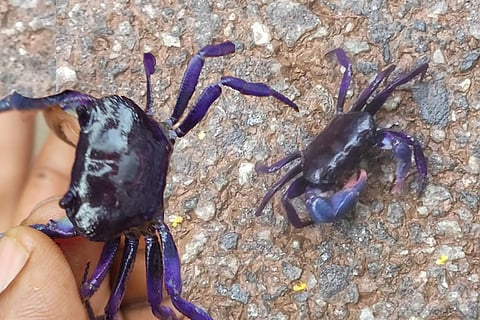 purple colore crab