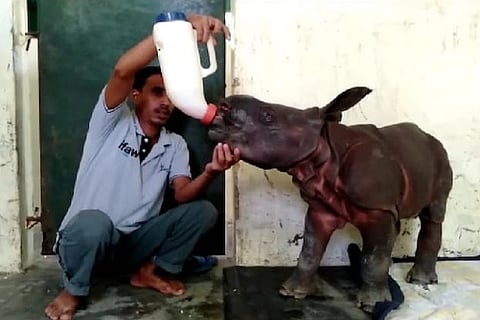 rhino