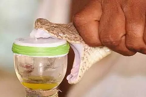 snake pic jh