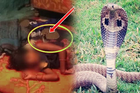 snake