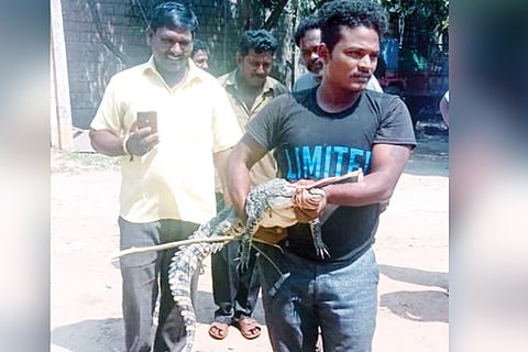 Siraguppa Crocodile