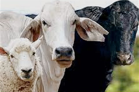 COW
