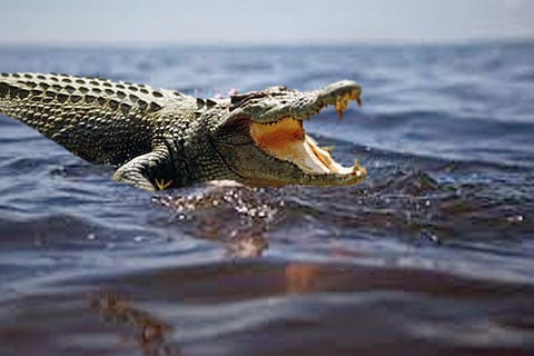 Crocodile