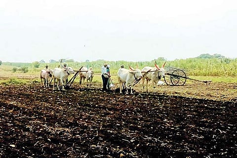 Farmer