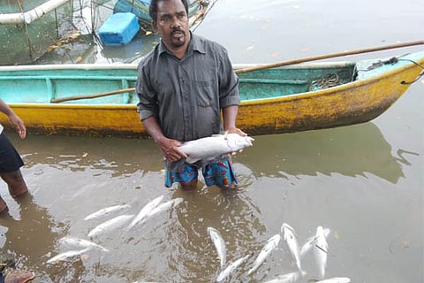 Fish 1