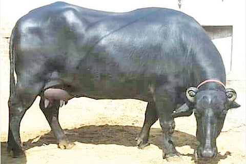 Murra