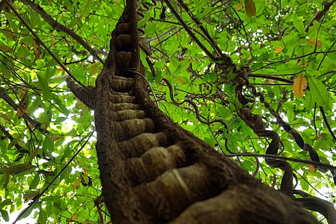 Pilikula gidamulike