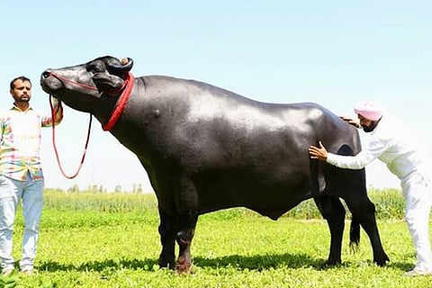 buffalo