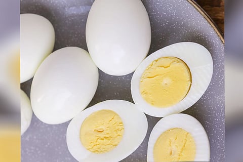 egg