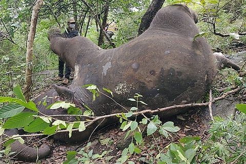 elephant