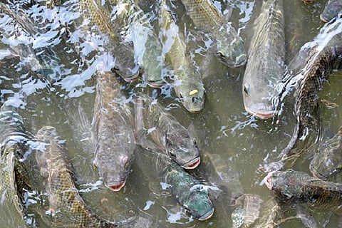 fishing