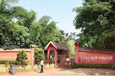 pilikula