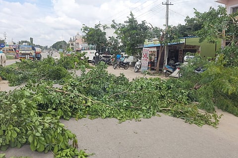 tree cut