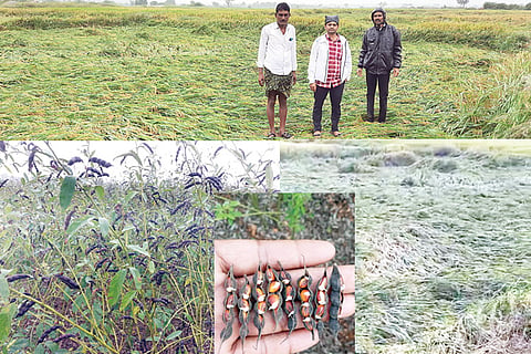 201121 Raichur District Rain Effects