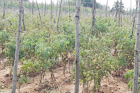 25_GBD_Tomato