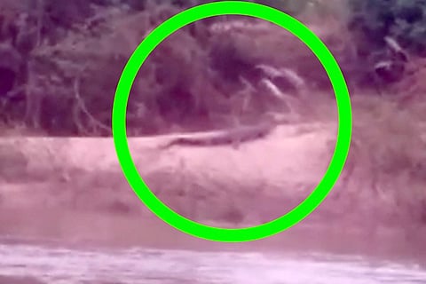28112021 Siraguppa Vedavati Hagari River Crocodile see