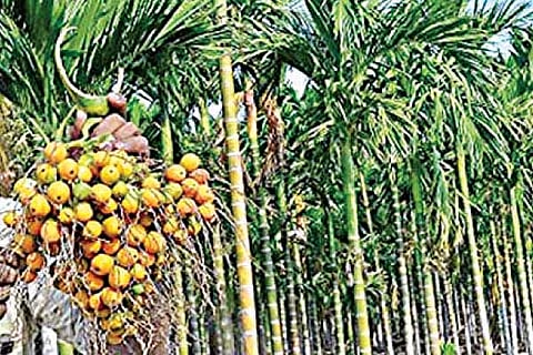 Areca nut