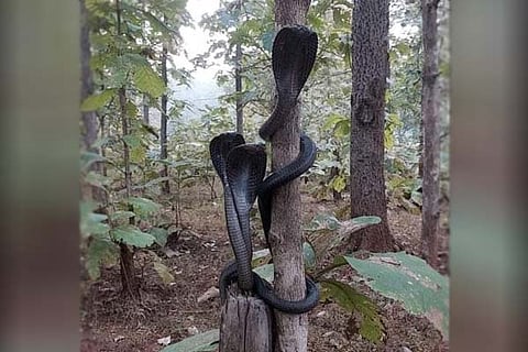 Cobra