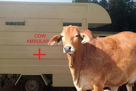 Cow