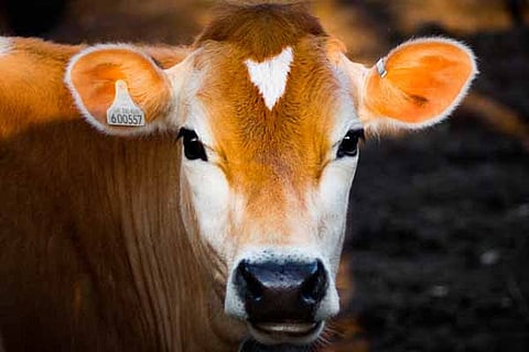 Cow