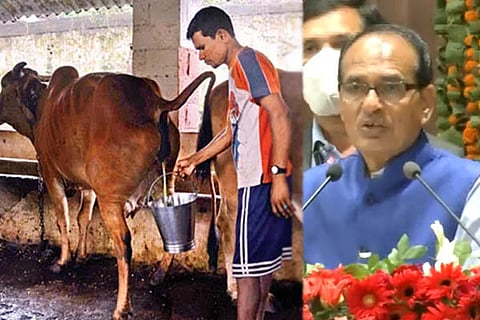 Cowdung