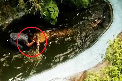 Crocodile