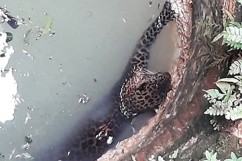 Leopard