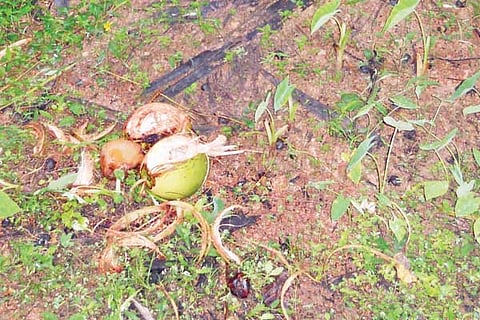 Manga Haavali
