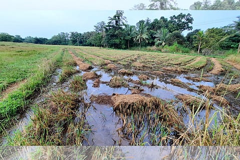 Paddy field