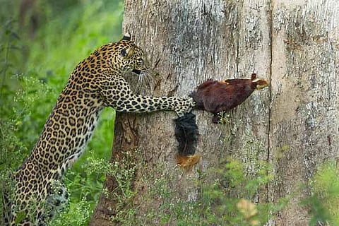 Pic 1 Winner_Animal-Behaviour_Priyanka-Rahut-Mitra