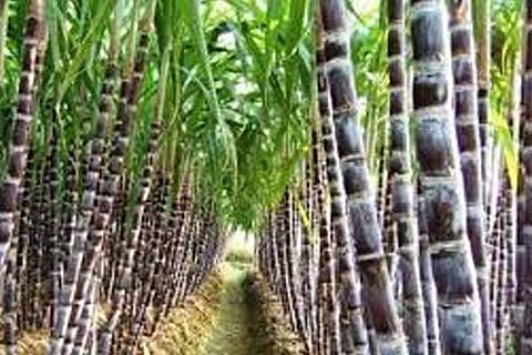 Sugar cane