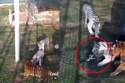 Tiger Attack