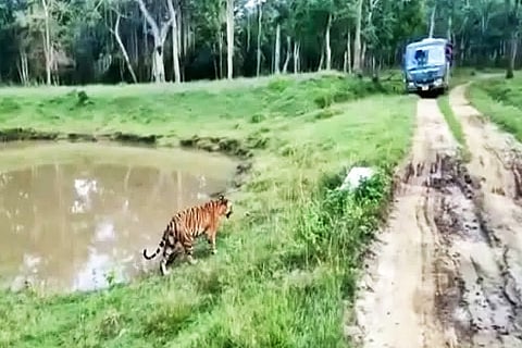 Tiger