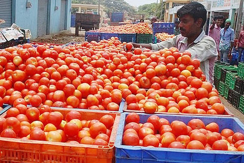 Tomato_EPS