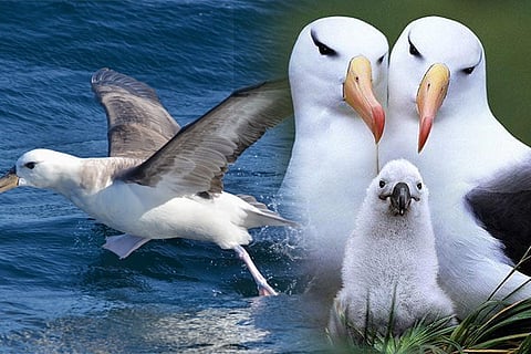 bird