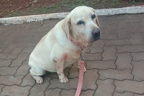 dog