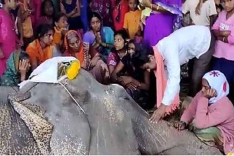 elephant