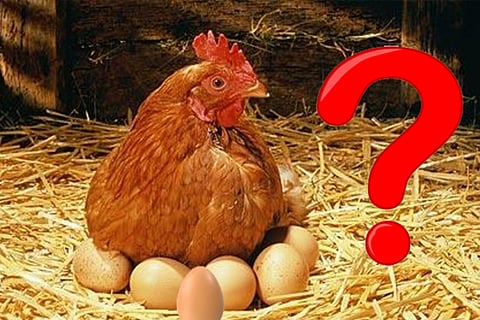 hen