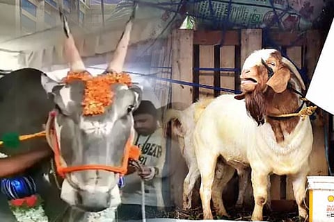krushimela