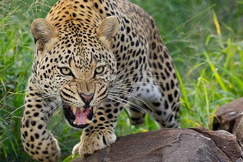 leopard