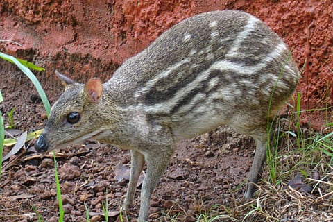 mouse
