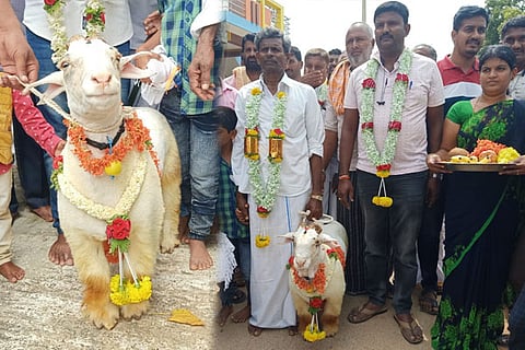 tagaru