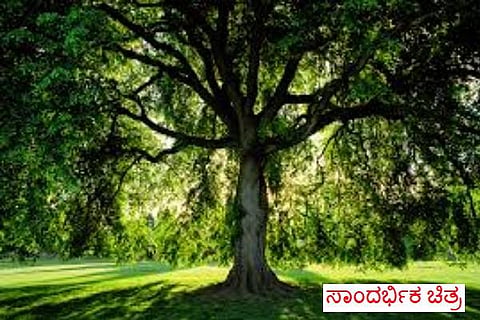 tree