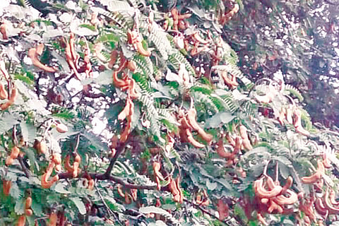 04 Srinivaspur - 1