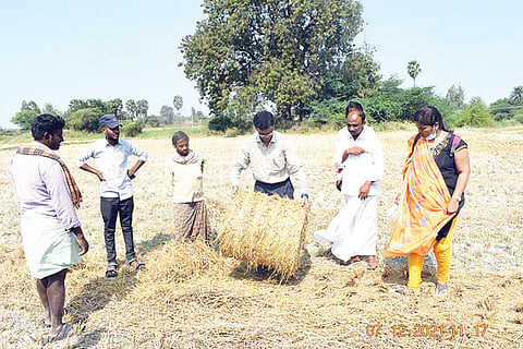 081221 Mandalagere Paddy Grass Bel