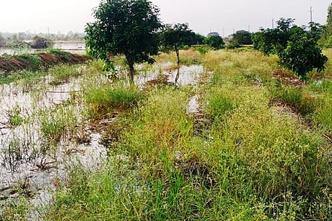 3 Srinivaspur 1C
