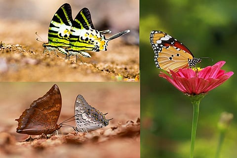 Butterfly In Dakshina Kannada