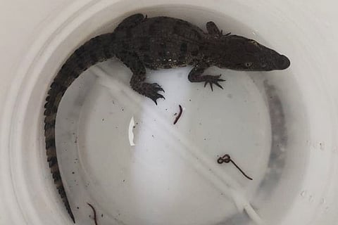 Crocodile