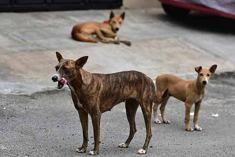 Dog
