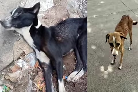 Dog